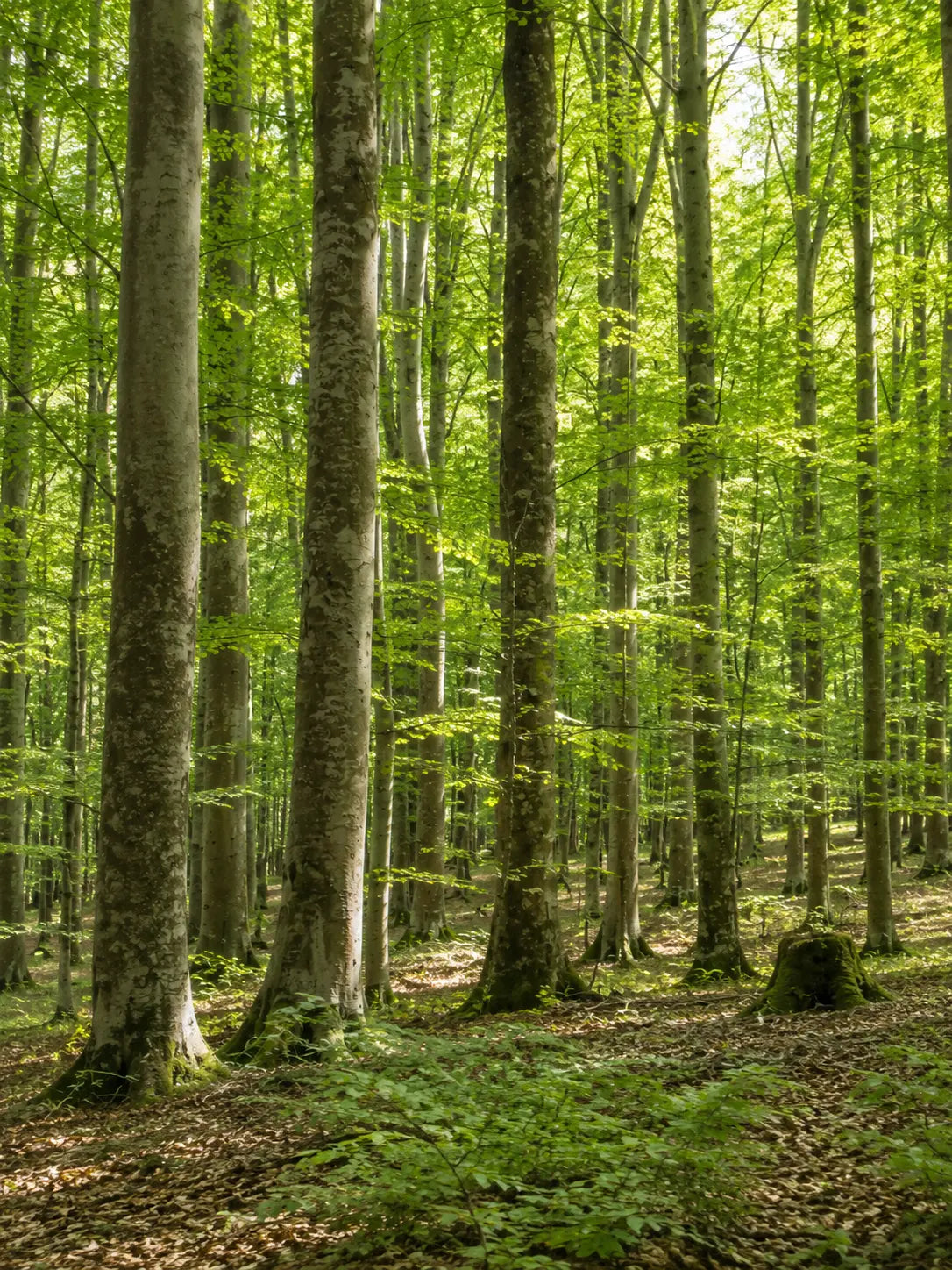Zonnige lentebos met hoge bomen in blad